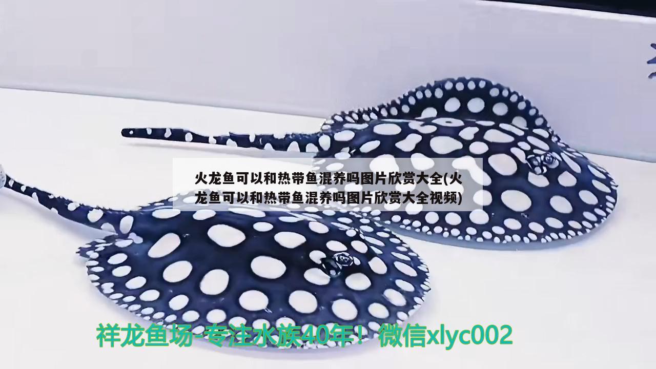 火龍魚可以和熱帶魚混養(yǎng)嗎圖片欣賞大全(火龍魚可以和熱帶魚混養(yǎng)嗎圖片欣賞大全視頻) 狗仔（招財(cái)貓)魚苗 第1張