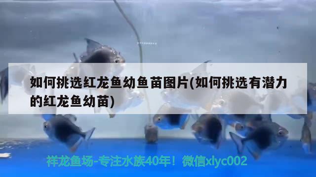 如何挑選紅龍魚幼魚苗圖片(如何挑選有潛力的紅龍魚幼苗)