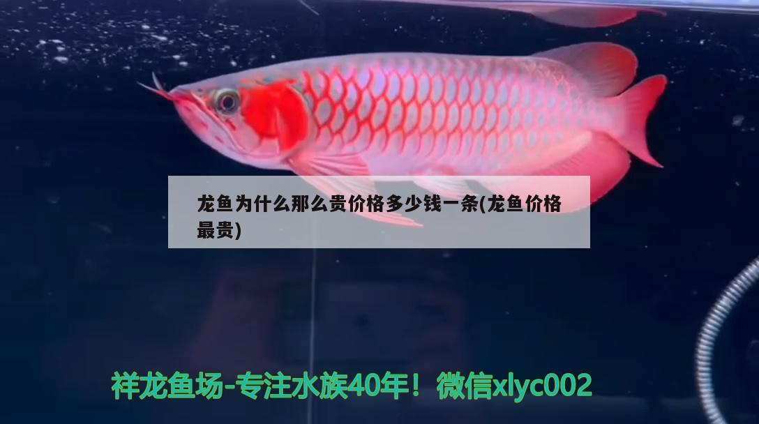 龍魚為什么那么貴價(jià)格多少錢一條(龍魚價(jià)格最貴)