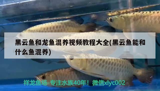 金龍魚擺件風(fēng)水好不好(金龍魚擺件風(fēng)水好不好看) 魚缸風(fēng)水