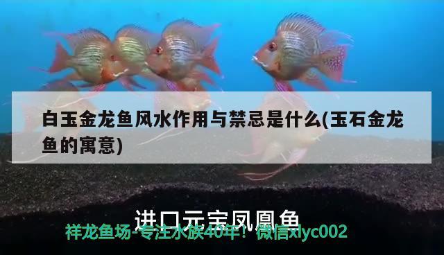 白玉金龍魚風水作用與禁忌是什么(玉石金龍魚的寓意)