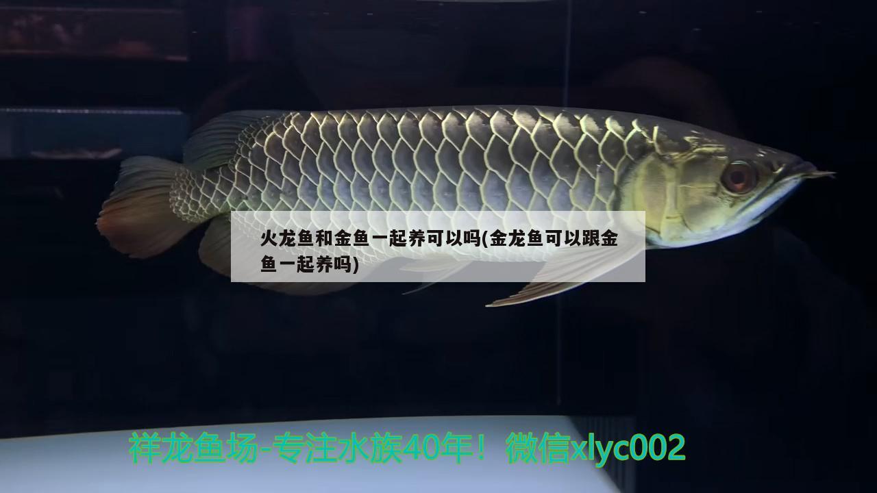 火龍魚和金魚一起養(yǎng)可以嗎(金龍魚可以跟金魚一起養(yǎng)嗎)