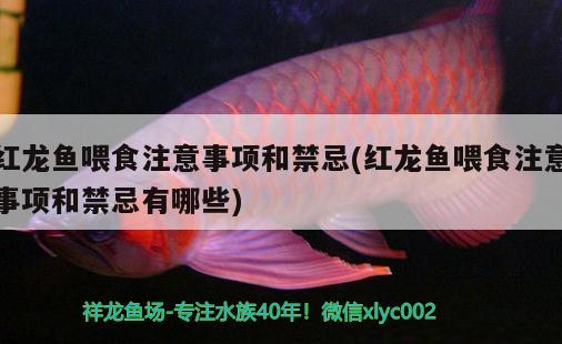 紅龍魚喂食注意事項和禁忌(紅龍魚喂食注意事項和禁忌有哪些)