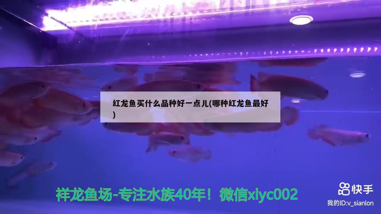 紅龍魚買什么品種好一點兒(哪種紅龍魚最好)