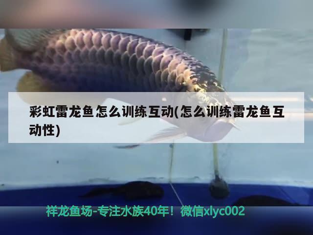 彩虹雷龍魚怎么訓(xùn)練互動(dòng)(怎么訓(xùn)練雷龍魚互動(dòng)性)