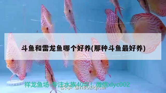 百萬金龍魚拍賣(紅龍魚拍賣)