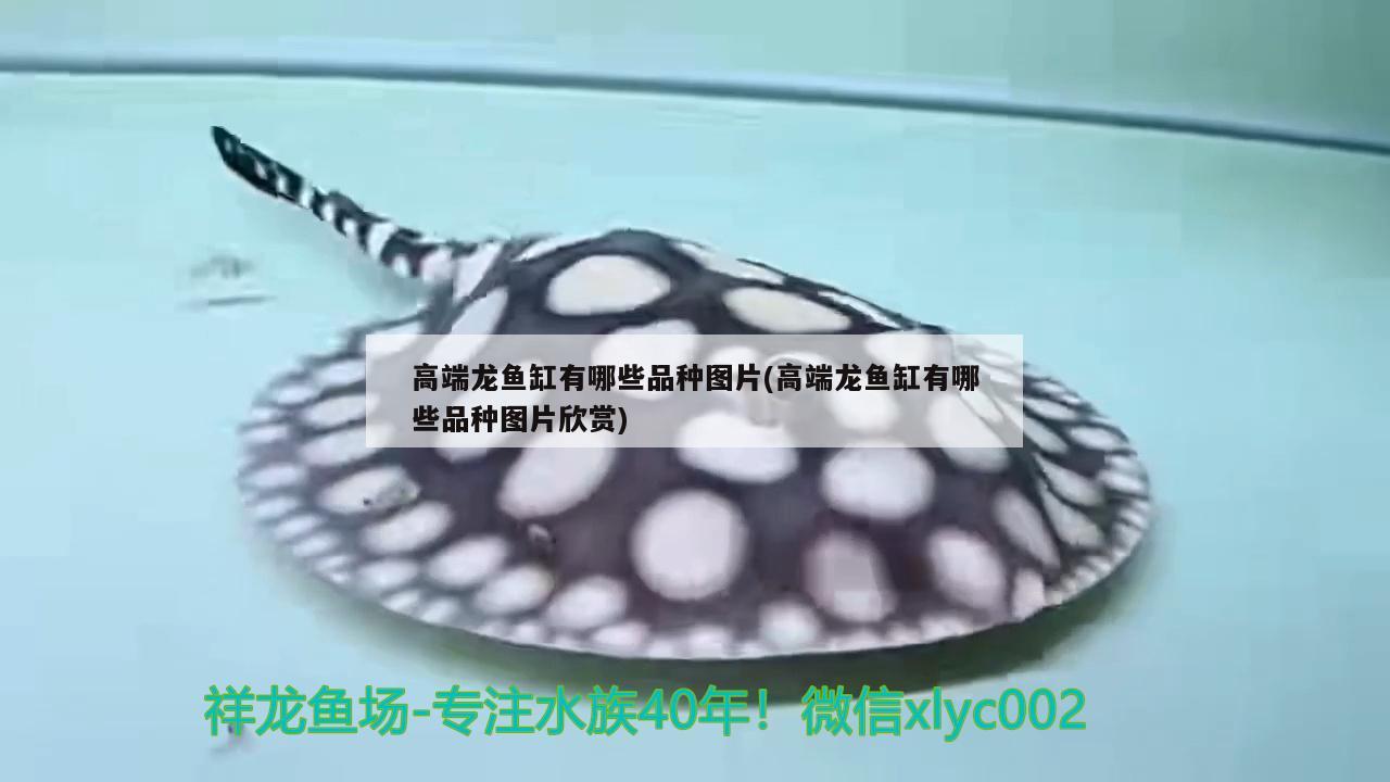 高端龍魚(yú)缸有哪些品種圖片(高端龍魚(yú)缸有哪些品種圖片欣賞)