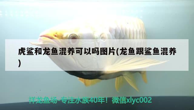 虎鯊和龍魚混養(yǎng)可以嗎圖片(龍魚跟鯊魚混養(yǎng)) 充氧泵