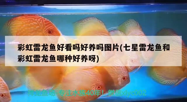 彩虹雷龍魚好看嗎好養(yǎng)嗎圖片(七星雷龍魚和彩虹雷龍魚哪種好養(yǎng)呀) 藍底過背金龍魚