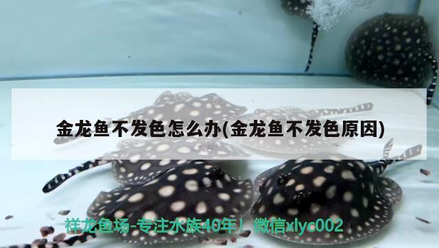 觀賞魚藍(lán)龍魚怎么養(yǎng)好（淡水珊瑚魚種類） 黃金招財(cái)貓魚 第2張