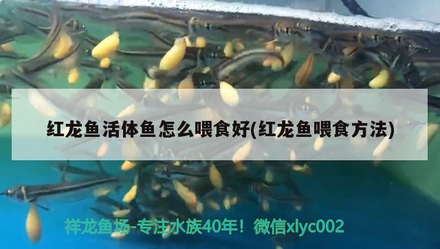 紅龍魚活體魚怎么喂食好(紅龍魚喂食方法)