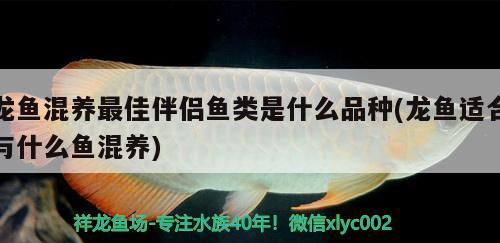 龍魚混養(yǎng)最佳伴侶魚類是什么品種(龍魚適合與什么魚混養(yǎng))