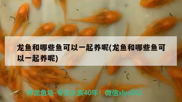 過(guò)背金龍魚(yú)用什么顏色的燈光養(yǎng)好(金龍魚(yú)燈光怎么照對(duì)發(fā)色好) 過(guò)背金龍魚(yú)