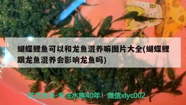 蝴蝶鯉魚可以和龍魚混養(yǎng)嘛圖片大全(蝴蝶鯉跟龍魚混養(yǎng)會(huì)影響龍魚嗎)