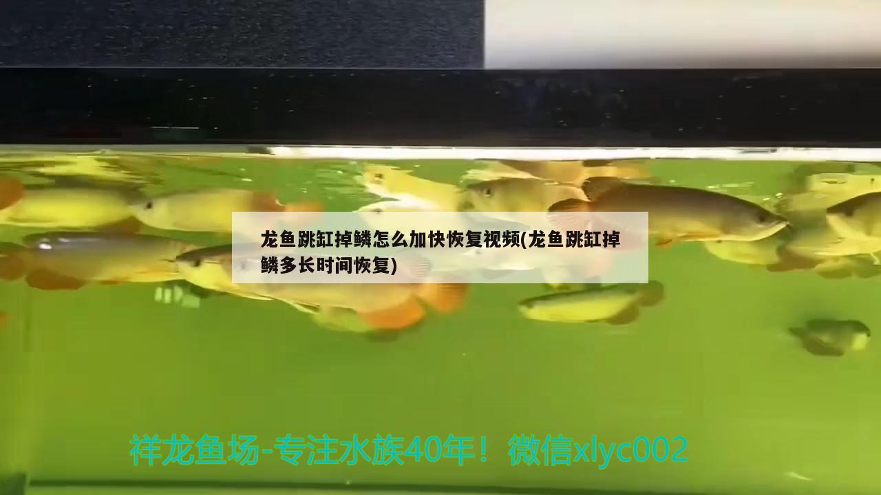 龍魚跳缸掉鱗怎么加快恢復(fù)視頻(龍魚跳缸掉鱗多長時間恢復(fù))