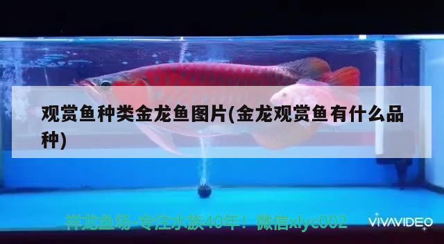 為什么金龍魚會吧金龍魚蛋吃掉，金龍魚是寬油嗎