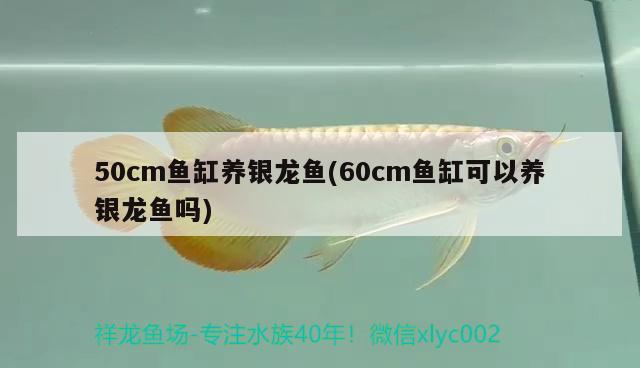 50厘米的銀龍魚多少錢一條呀(40厘米的銀龍魚多少錢)