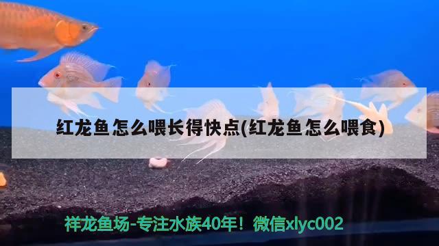 紅龍魚(yú)怎么喂長(zhǎng)得快點(diǎn)(紅龍魚(yú)怎么喂食)