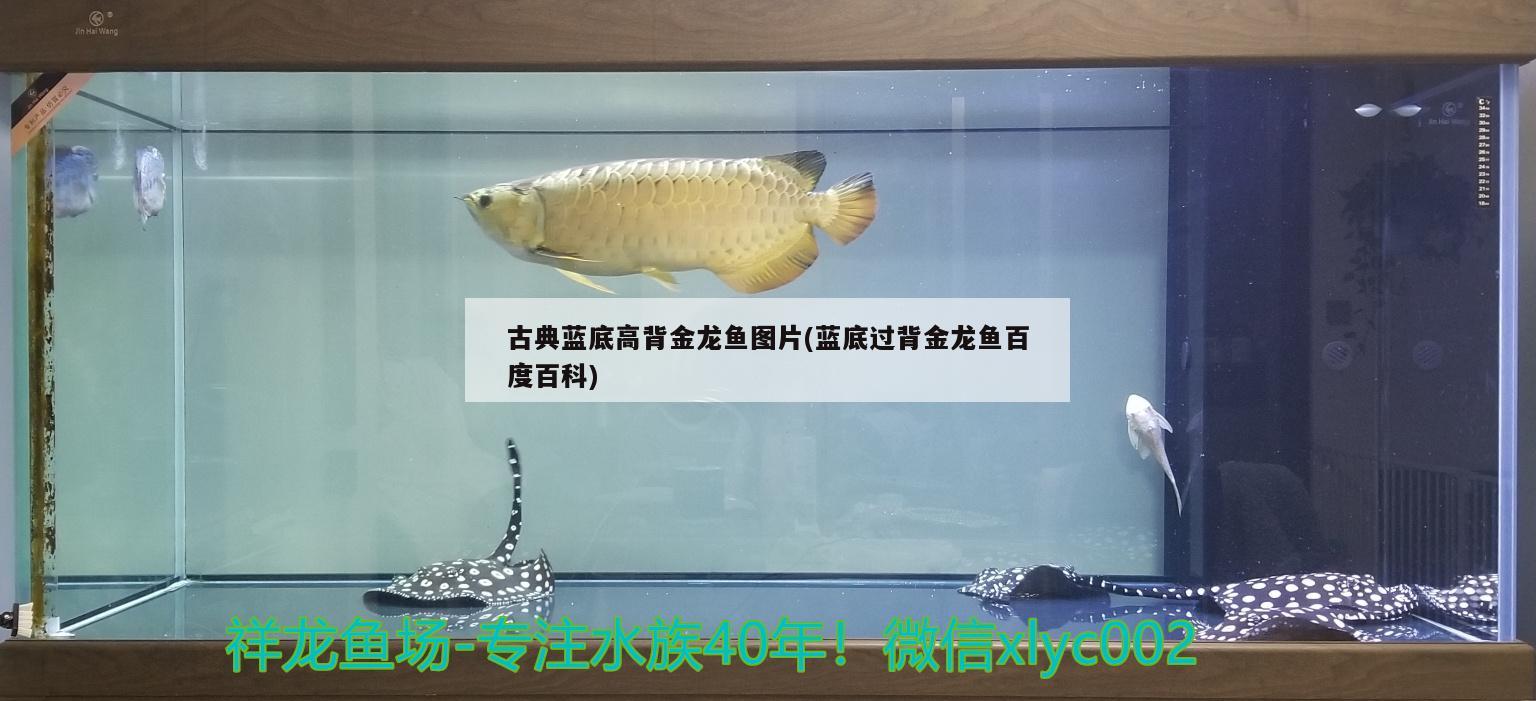 古典藍底高背金龍魚圖片(藍底過背金龍魚百度百科) 高背金龍魚