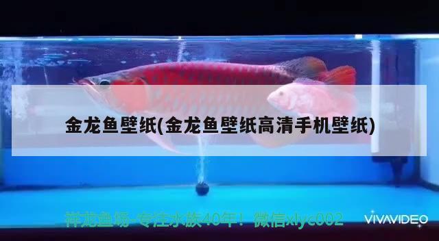 金龍魚壁紙(金龍魚壁紙高清手機(jī)壁紙)