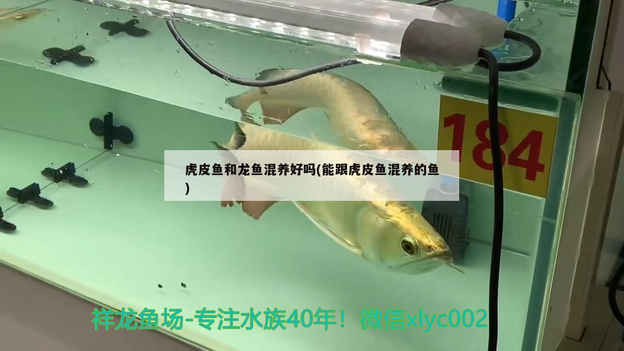 恐龍魚和虎紋恐龍王魚區(qū)別圖片大全視頻大全視頻大全，恐龍魚和恐龍王魚區(qū)別圖片大全視頻 恐龍王魚 第1張