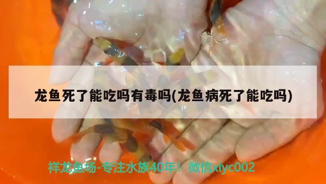 龍魚死了能吃嗎有毒嗎(龍魚病死了能吃嗎) 成吉思汗鯊（球鯊）魚