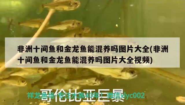 非洲十間魚和金龍魚能混養(yǎng)嗎圖片大全(非洲十間魚和金龍魚能混養(yǎng)嗎圖片大全視頻) 藍(lán)帆三間魚