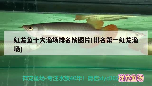 孝感魚缸訂做(孝感魚缸訂做店) 大白鯊魚苗