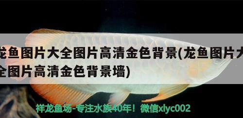 龍魚圖片大全圖片高清金色背景(龍魚圖片大全圖片高清金色背景墻) 丹頂錦鯉魚