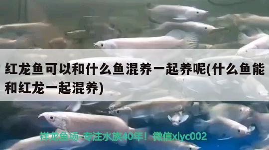 紅龍魚可以和什么魚混養(yǎng)一起養(yǎng)呢(什么魚能和紅龍一起混養(yǎng)) 魟魚百科