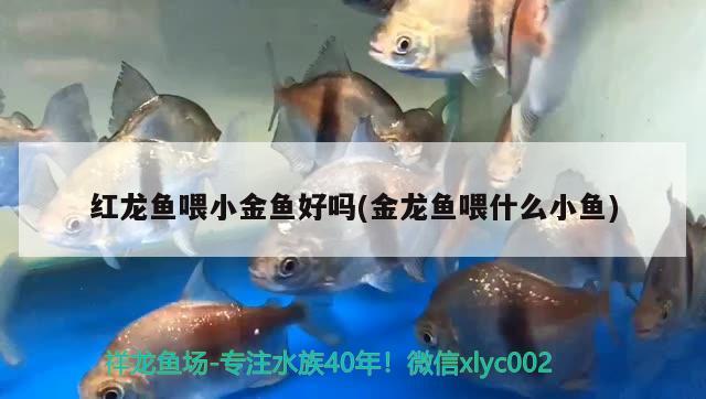 紅龍魚(yú)喂小金魚(yú)好嗎(金龍魚(yú)喂什么小魚(yú))