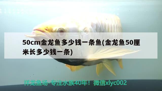 50cm金龍魚多少錢一條魚(金龍魚50厘米長多少錢一條)