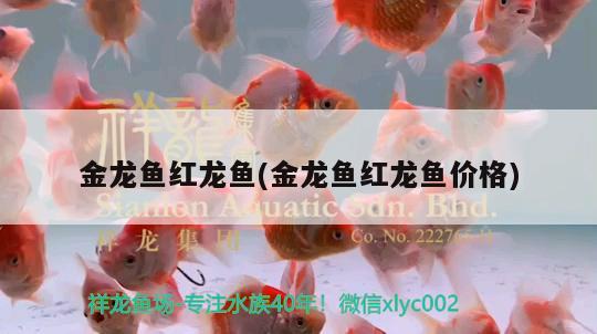 金龍魚(yú)紅龍魚(yú)(金龍魚(yú)紅龍魚(yú)價(jià)格)