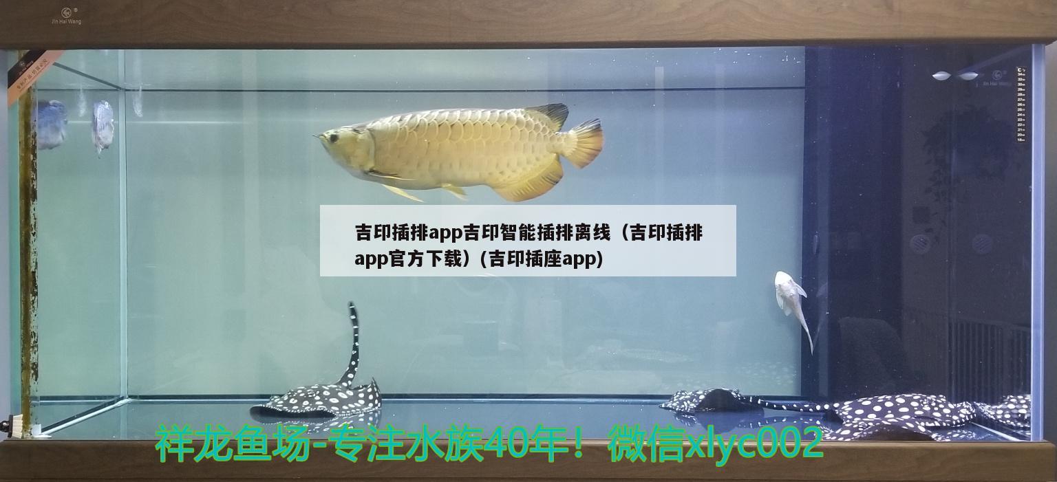 吉印插排app吉印智能插排離線（吉印插排app官方下載）(吉印插座app)