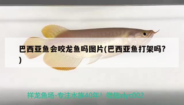 野彩魚缸造景教程圖片欣賞大全：野彩入缸注意事項(xiàng) 野彩魚 第1張