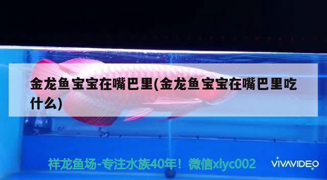 金龍魚寶寶在嘴巴里(金龍魚寶寶在嘴巴里吃什么) 哥倫比亞巨暴魚苗