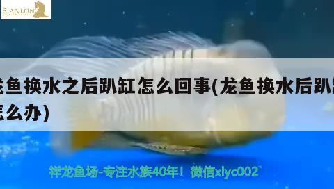 龍魚換水之后趴缸怎么回事(龍魚換水后趴缸怎么辦)