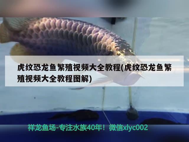 虎紋恐龍魚繁殖視頻大全教程(虎紋恐龍魚繁殖視頻大全教程圖解) 祥龍進(jìn)口元寶鳳凰魚