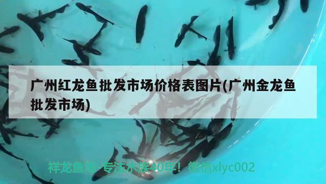 廣州紅龍魚批發(fā)市場價格表圖片(廣州金龍魚批發(fā)市場)