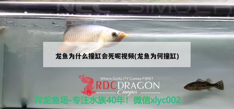 龍魚為什么撞缸會死呢視頻(龍魚為何撞缸)