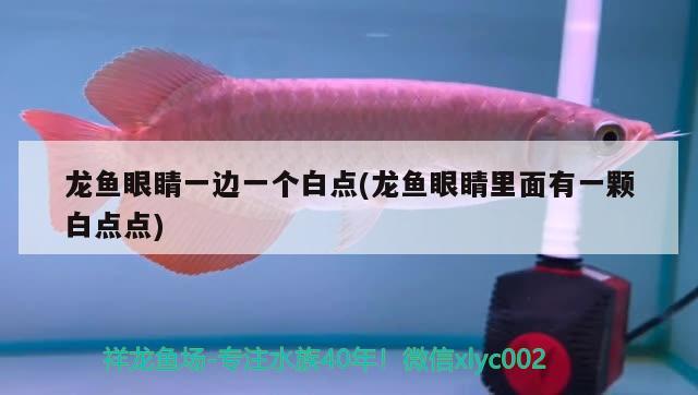 龍魚眼睛一邊一個(gè)白點(diǎn)(龍魚眼睛里面有一顆白點(diǎn)點(diǎn)) 黑水素 第2張