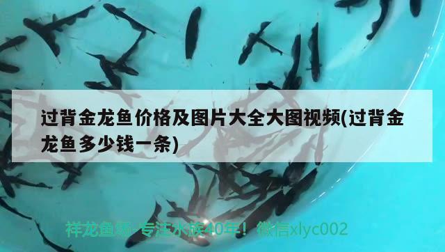 過背金龍魚價格及圖片大全大圖視頻(過背金龍魚多少錢一條)