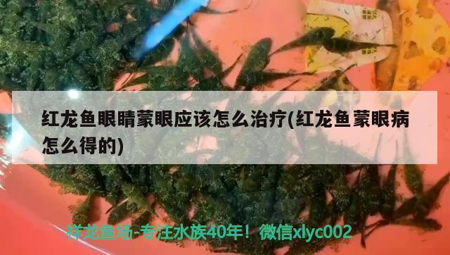 紅龍魚眼睛蒙眼應(yīng)該怎么治療(紅龍魚蒙眼病怎么得的)