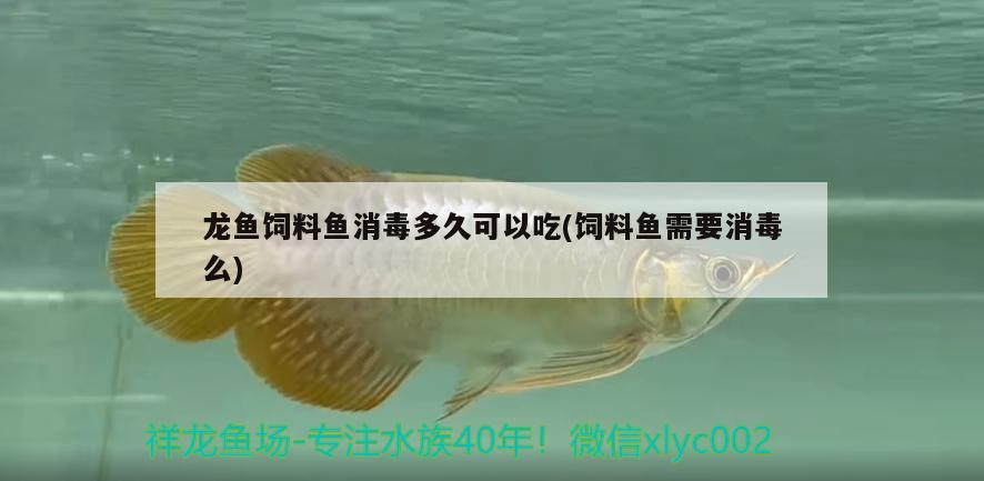 龍魚飼料魚消毒多久可以吃(飼料魚需要消毒么)