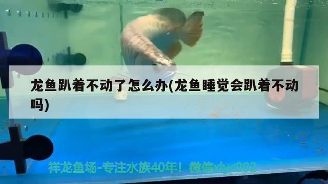 龍魚趴著不動(dòng)了怎么辦(龍魚睡覺會(huì)趴著不動(dòng)嗎)