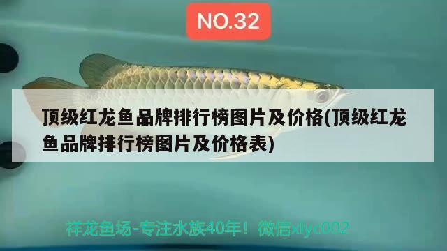 頂級紅龍魚品牌排行榜圖片及價格(頂級紅龍魚品牌排行榜圖片及價格表) 非洲金鼓魚