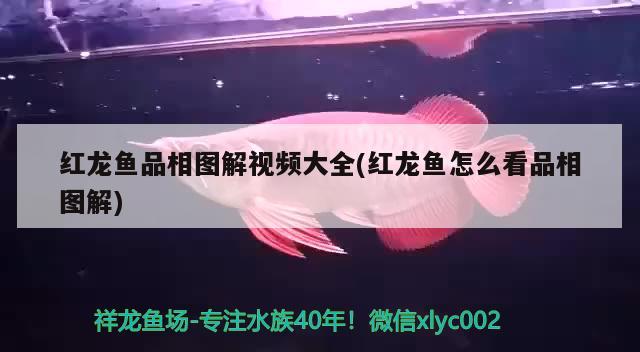 紅龍魚品相圖解視頻大全(紅龍魚怎么看品相圖解)