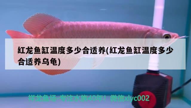 魚缸加熱棒多少度最好（魚缸怎么選取合適功率的加熱棒） 泰龐海鰱魚 第2張