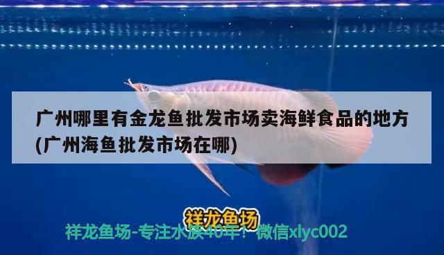 廣州哪里有金龍魚批發(fā)市場賣海鮮食品的地方(廣州海魚批發(fā)市場在哪) 龍魚批發(fā)