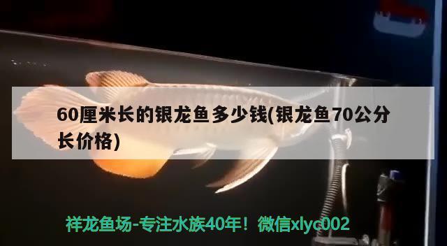 60厘米長的銀龍魚多少錢(銀龍魚70公分長價(jià)格) 銀龍魚百科